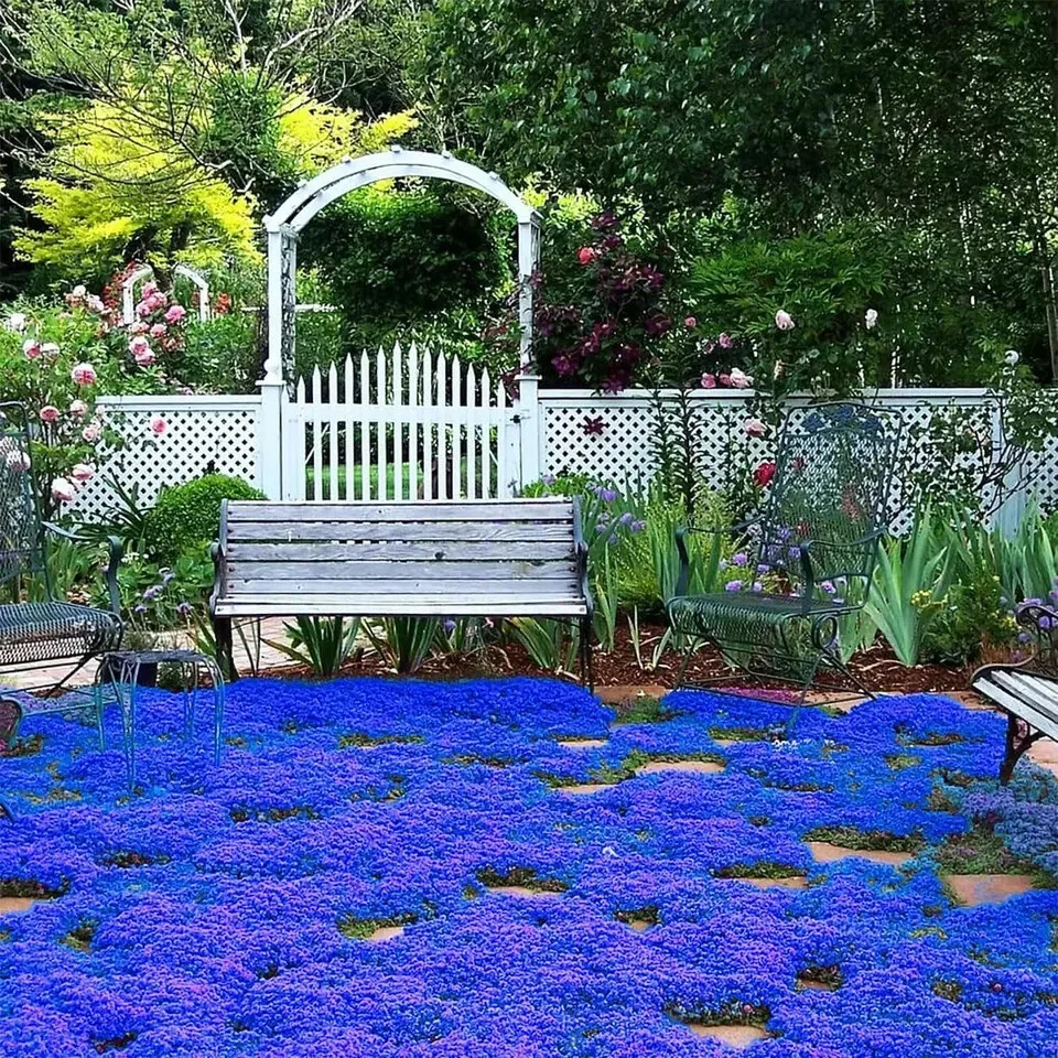 20000+ Magic Blue Creeping Thyme Seeds for Planting Ground Cover Plants Brown