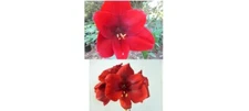1 cross pollinated amaryllis bulb Hippeastrum Gran Diva X Royal Velvet 6-12 cm.