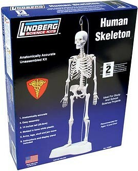 Human skeleton #2 (858280713048)