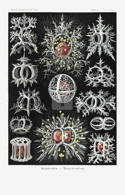 Ernst Haeckel, Stephoidea, Kunstformen der Natur (1904) *Art Postcard NEW