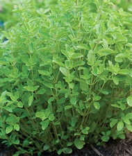 500 Sweet Marjoram Heirloom Seeds Herb Heirloom