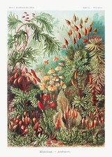 Vintage Ernst Haeckel Botanical Print Nature Fungi Wall Poster Reproduction