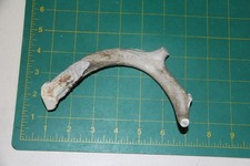 Small Straight Deer Antler Dog Chew 4 / bone chews deer elk treats deer 1106