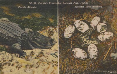 Florida Alligator & Eggs in Everglades National Park FL Linen Vintage Post Card