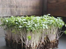 MICROGREENS - 9,000 BROCCOLI SEEDS - 1.oz