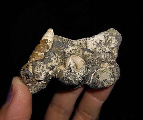 SEASHELL FOSSIL, GASTROPOD THIARIDAE ON MATRIX, FROM JAVA, INDONESIA, 30MM - Picture 7 of 8
