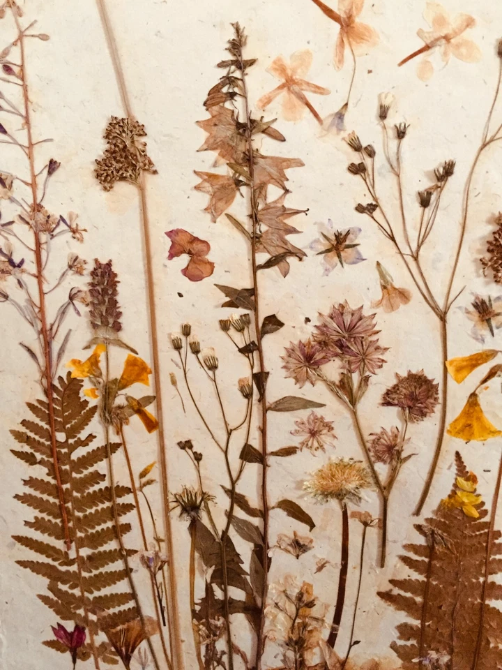 FLOR PRENSADA COLLAGE FLORES NATURALEZA BOTÁNICA FLORAL JARDÍN PÉTALOS FOLLAJE Foto 3 de 4