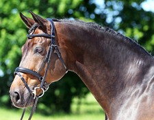 Euroriding Trense SUPER SOFT schwed. Reithalfter schwarz