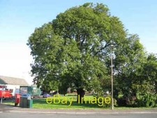 Photo 6x4 Ash tree at Corslet Place Currie A fine tree that was obviously c2008