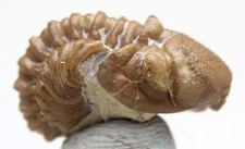 TRILOBITE Fossil Specimen Mineral KAINOPS Devonian Sea Life Natural OKLAHOMA