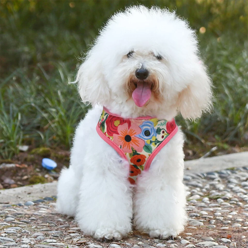 Hundegeschirr Softgeschirr Nylongeschirr Französische Bulldogge Gepolstert Weste - Bild 4 von 4