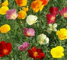 CALIFORNIA POPPY MIX SEEDS 300+ ANNUAL FLOWER orange PURPLE white Free Shipping