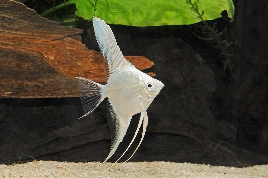 Angel Fish Pterophyllum scalare scal. platinum Stunning eBay
