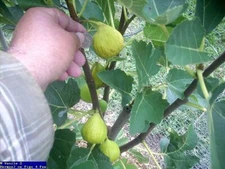 Fig tree cuttings , Saint Anthony,Large,delicious white fig, Two crops, 6 pcs !
