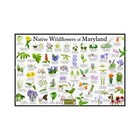 Native Wildflowers of Maryland Flower Identification Poster / Flower ID Guide