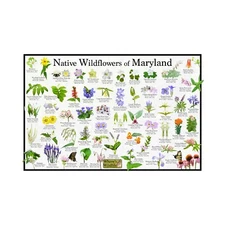 Native Wildflowers of Maryland Flower Identification Poster / Flower ID Guide