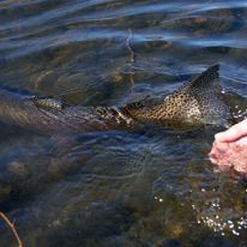 Blue Magic Midge Nymph Emerger - Premium Forellen Fliegenfischen Fliegen - Bild 11 von 24