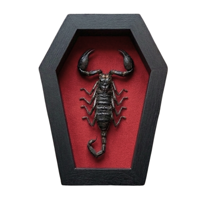 #ad Real Scorpion Coffin Frame Taxidermy Gothic Home Decor Oddity Curiosities Gift $27.00