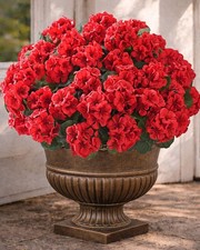 UV-Resistant Artificial Geraniums - 6 Bundles of Realistic Silk Flowers for Gard