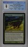 KING CHEETAH 9th Edition Foil U CGC 9 MTG [Nostalgium]