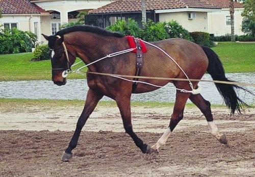 Ultimate Horse Lunging Training Aid System Lunge Equipment (Cob/Horse, Black)