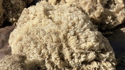 Raw Southdown  Sheep s Wool Fleece- Unskirted- Unwashed- 5-6 lbs. 