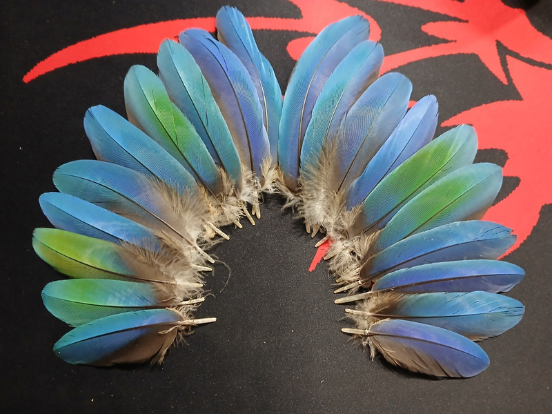 macaw feathers