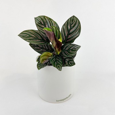 Calathea Ornata (Pinstripe Calathea)