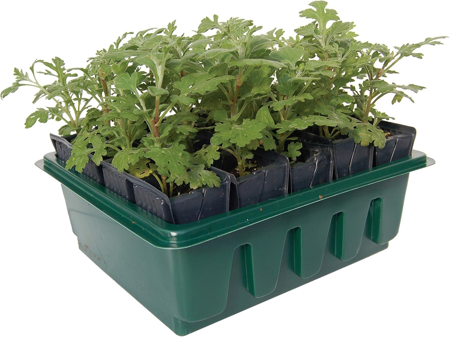 Компактные тренажеры для удаления корней Haxnicks RT040101 Многоцветные 20 ячеек 6590₽