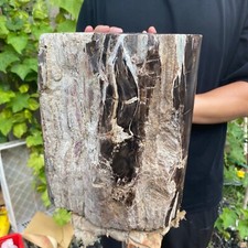 50.3lb Rare Natural petrified wood rough Wood fossil mineral specimen healing