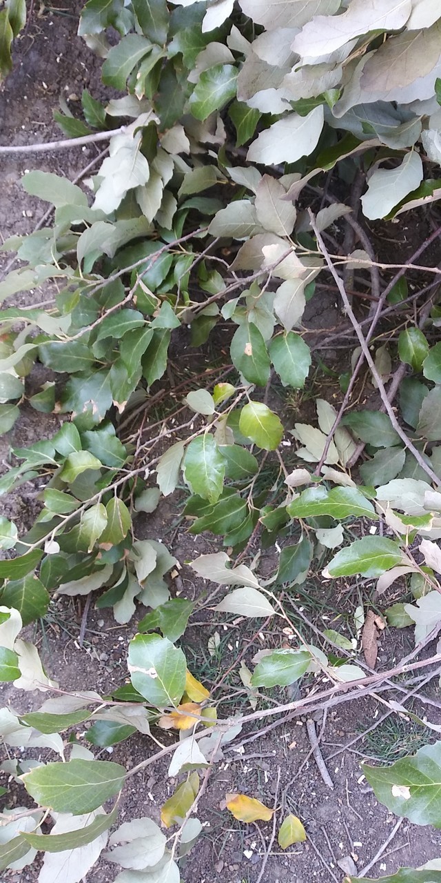 Acorns, Cork Oak, 100ct Fresh, Standard Pick - Fall 2025 - Good for Growing