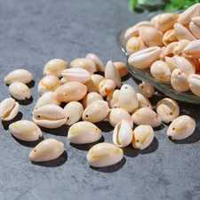 50Pcs Small Bulk Cut Sea Shell White Cowrie Cowry Bead Beach Jewelry  DIY Decor