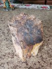 PETRIFIED WOOD 6" x 5" x 4"  6lbs 5 oz. — photo 5