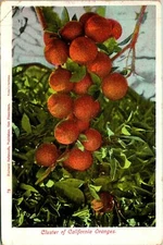Cluster of California Oranges Postcard used (26219)