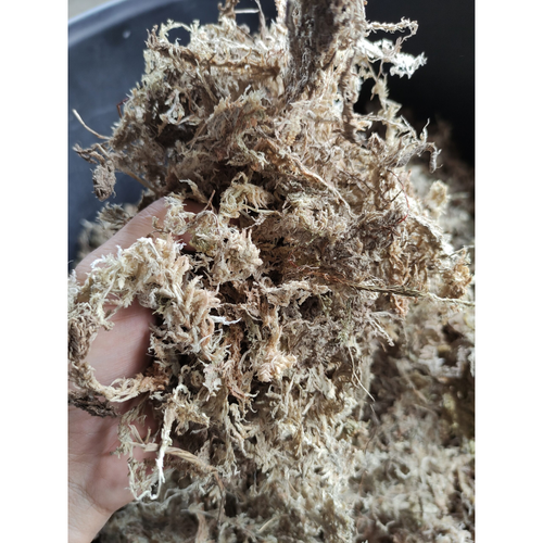 Sphagnummoos Premium Torfpflanzen natürlich langfaserig Spagmoos Gramm 150gx12 - Bild 21 von 22