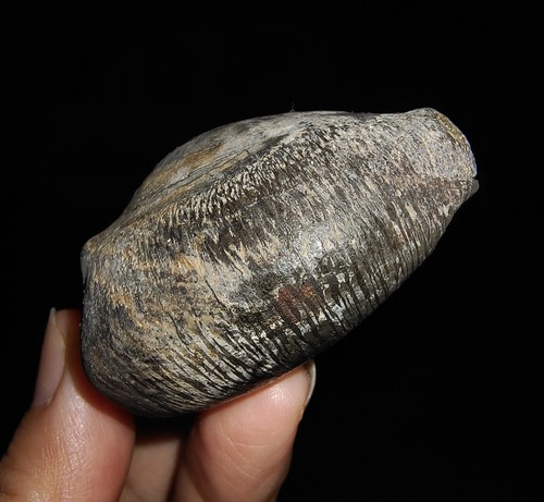 SEA SHELL COWRIE FOSSIL, RARE BLACKISH CYPRAEA BEBERKIRIANA FROM INDONESIA, 50MM - Picture 2 of 7