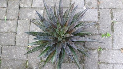 Mangave - Pineapple Express Ableger