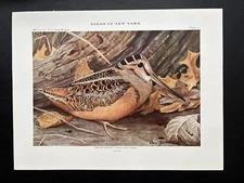 1909 Book Plate #31 Birds of New York American Woodcock Louis Agassiz Fuertes