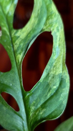 Rare Monstera Adansonii Mint 12" Tall Aroid Not Philodendron Anthurium Syngonium