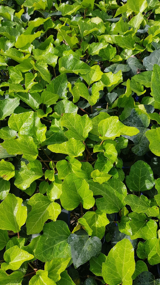 Hedera Algerian Bellecour® lierre grimpant persistant pour haie et muret