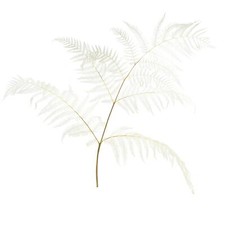 Brackenfarn Getrocknet Deko Zweige Gebleicht Nat&uuml;rlich H75cm 10St