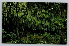 Fern Grotto Along Kauai's Wailua River Hawaii HI c1950 Vintage Postcard