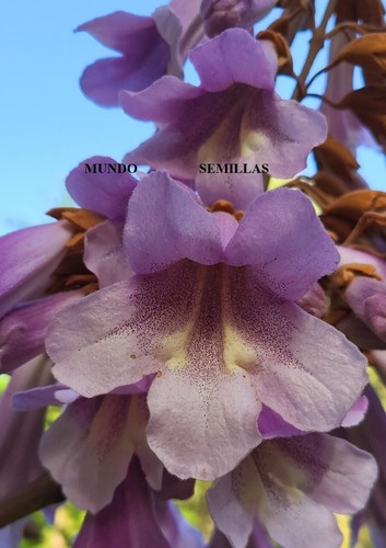 PAULOWNIA tomentosa 200 semillas - seeds graines semi - Picture 2 of 3