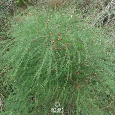 Spargel officinalis 10 Stück frische Samen, Spatzengras Bio Samen