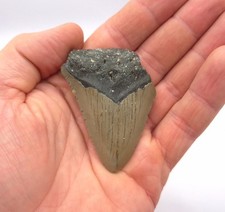 Megalodon Haizahn Fossil 6,3 cm Kantenlänge Meg Fossilien Hai Zahn USA