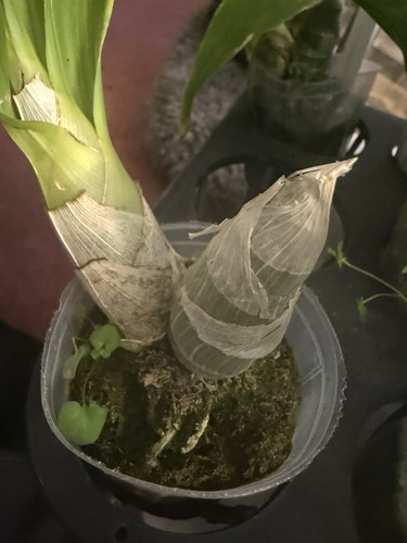 ORCHID PLANT One Surprise Orchid Division Bare Root No Pot Or Tag - Picture 7 of 19