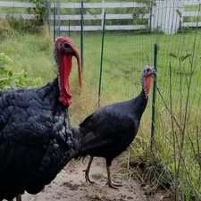  3+1 Beautiful Large Black Turkey Hatching Eggs- Darling Farm 