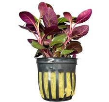 Lobelia Cardinalis Cardinal Plant 'Dwarf' Potted