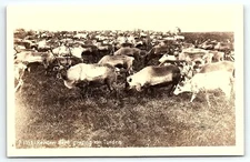 1930s REINDEER HERD GRAZING ON TUNDRA KODAK PHOTO RPPC POSTCARD P2414
