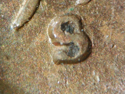 HIGH GRADE MINT ERROR 1950-S LINCOLN WHEAT CENT RPM#6  AU